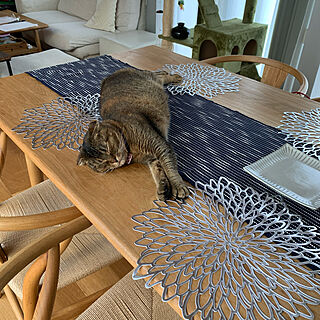 ダイニングテーブル/ねこと暮らす。/猫スペース/リビングのインテリア実例 - 2021-06-11 12:15:04