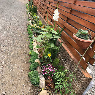 お花&野菜/花壇寄せ植え/花壇 手作り/東側/玄関/入り口...などのインテリア実例 - 2020-05-22 23:48:27