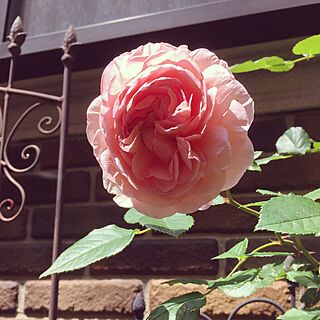 アブラハムダービー/ナチュラル/ガーデニング/手作りの庭/rose...などのインテリア実例 - 2016-05-14 13:11:44