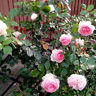 庭でーす。/ピンク/バラ大好き♡/バラの花/大輪の薔薇☆のインテリア実例 - 2015-05-10 16:35:33