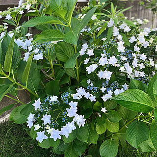 隅田の花火/あじさい/紫陽花/庭/花のある暮らし...などのインテリア実例 - 2021-05-30 20:30:34