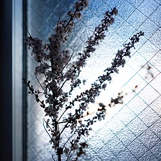 壁/天井/花のある暮らし/観葉植物/1Rのインテリア実例 - 2017-03-14 19:49:19