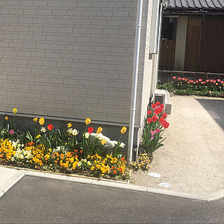 花のある暮らし/ガーデニング/玄関/入り口/チューリップのインテリア実例 - 2020-04-06 15:50:13