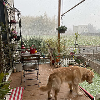 雪だ！/犬と暮らす/植物のある暮らし/ぐりーんと暮らす/ウッドデッキ...などのインテリア実例 - 2022-02-05 09:19:44