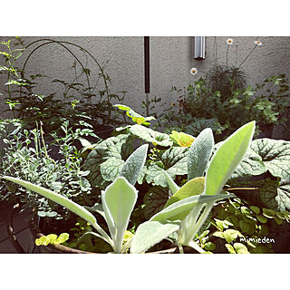 Instagram→kayo_daily/観葉植物/晴れの日/暮らしを楽しむ/丁寧な暮らしがしたい...などのインテリア実例 - 2018-06-01 22:40:20