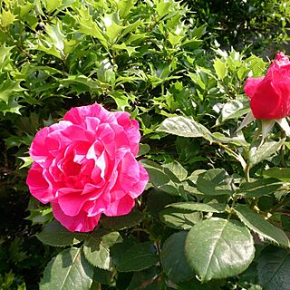 玄関/入り口/薔薇/癒し…/庭/植物...などのインテリア実例 - 2015-05-08 17:00:28