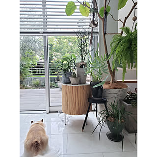 壁/天井/ig→mimt38/観葉植物/コの字の家/ウッドデッキ...などのインテリア実例 - 2019-07-20 17:32:41