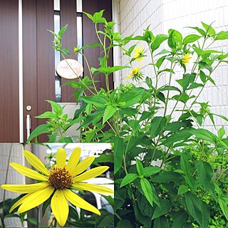 玄関/入り口/名前を教えてください/花のある暮らし/お花/植物...などのインテリア実例 - 2016-07-24 15:44:35