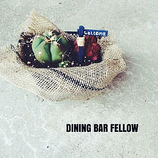 サボテン/Dining Bar Fellow/NO GREEN NO LIFEのインテリア実例 - 2014-09-29 09:24:30