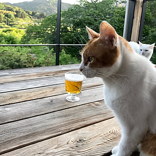 もう 眠い/まだ明るいね/幸せ時間/里山/景色が大好き...などのインテリア実例 - 2019-05-08 17:51:04