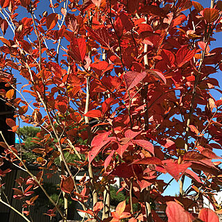 冬に向かって/秋を感じる/紅葉/紅葉がキレイ/シャラの木...などのインテリア実例 - 2021-11-03 14:29:35
