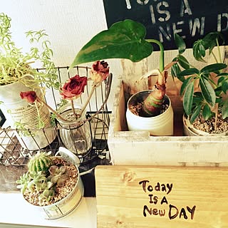 Today is a New Day/リメ缶/NO GREEN NO LIFE/natural/観葉植物...などのインテリア実例 - 2015-04-14 10:49:58