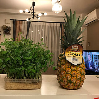 パイナップル栽培 マンション暮らしのインテリア実例 Roomclip ルームクリップ