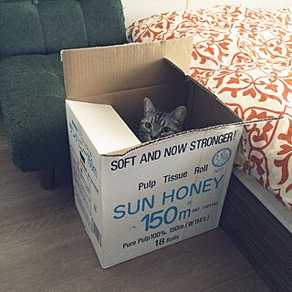 ベッド周り/サンハニーというトイレットペーパー/IKEA/ねこ部/猫との生活...などのインテリア実例 - 2015-09-18 02:09:31