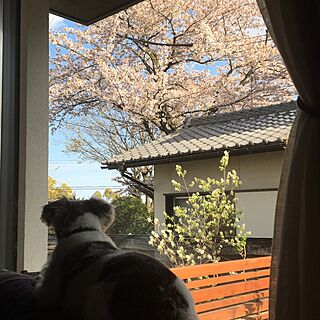 リビング/窓からの眺め/庭/借景/桜...などのインテリア実例 - 2017-04-22 10:18:16