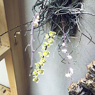 壁/天井/@s-tillandsia/s-Tillandsia/Orchids/NO GREEN NO LIFE...などのインテリア実例 - 2016-08-28 10:17:27