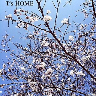 ベッド周り/桜/インテリアじゃなくてごめんなさい/春ですね～♪のインテリア実例 - 2015-03-30 11:20:31