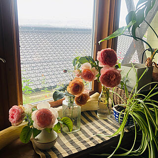 2番花が咲いた/薔薇のある暮らし/リビング出窓/壁/天井のインテリア実例 - 2020-06-18 14:34:20