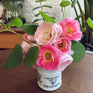 庭のミニ薔薇/観葉植物/花のある暮らし/柏木工家具/リビングのインテリア実例 - 2022-05-07 17:39:44