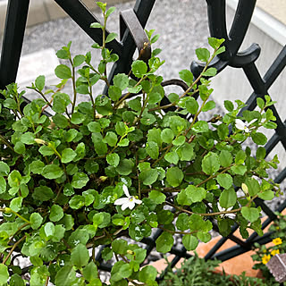 癒しの空間/植物大好き/お花大好き/植物のある暮らし/可愛い♡...などのインテリア実例 - 2019-07-05 08:19:32