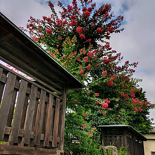 部屋全体/和風庭園/百日紅の花のインテリア実例 - 2022-07-18 11:16:04