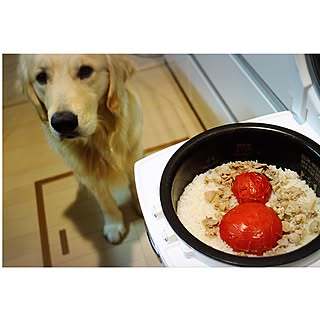 キッチン/すっきり暮らしたい/建売住宅/ニトリ/大型犬と暮らしています...などのインテリア実例 - 2017-03-25 02:36:36