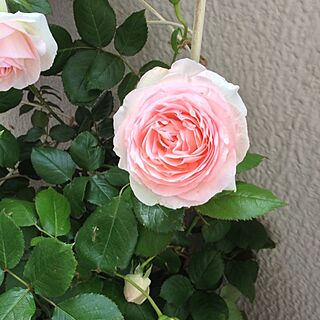 リビング/ベランダ/バルコニー/植物/薔薇...などのインテリア実例 - 2013-05-01 22:27:36