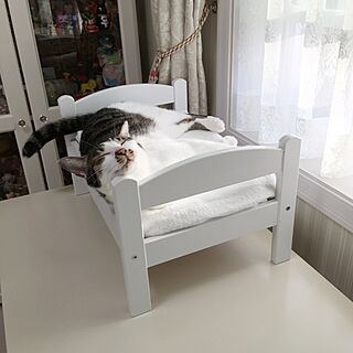 ベッド周り/IKEA/NO CAT,NO LIFE❤️/RCの出会いに感謝♡/愛い奴...などのインテリア実例 - 2017-03-12 09:36:32