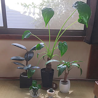 観葉植物/和室/クワズイモ/古い家/観葉植物のある暮らし...などのインテリア実例 - 2021-06-09 14:03:38