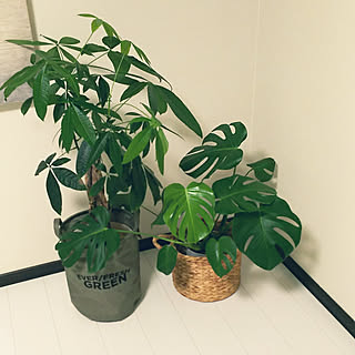 部屋全体/観葉植物大好き❤︎/いぬのいる暮らし/シンプル可愛いが好き/パキラすくすく育ちました...などのインテリア実例 - 2017-08-02 23:04:57