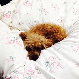ベッド周り/愛犬ココア♡のインテリア実例 - 2013-12-09 08:28:26