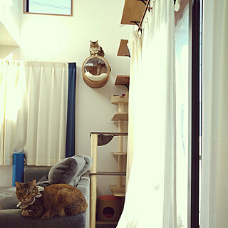 癒しセット/猫は癒し♡/IKEAのソファー/猫がいると毎日楽しい/猫のための家づくり...などのインテリア実例 - 2021-02-12 23:47:31