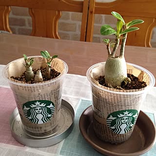 スターバックス50周年記念キャンドルスタンド