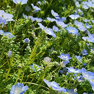 玄関/入り口/植物のある暮らし/久しぶりの投稿です/ネモフィラ♡/種から育ててます♡のインテリア実例 - 2023-05-28 11:38:49