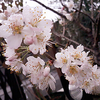 玄関/入り口/桜咲きました/暖地桜桃/雨に濡れて綺麗/シンプルな暮らし...などのインテリア実例 - 2022-03-15 07:02:06