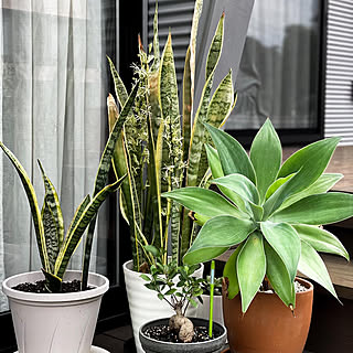 部屋全体/観葉植物/ウッドデッキのある暮らし/観葉植物のある暮らし/ナチュラルインテリア...などのインテリア実例 - 2023-07-23 15:40:34