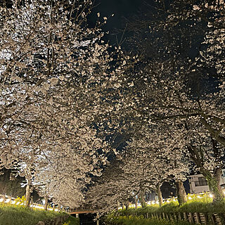 壁/天井/夜桜/お気に入り☻のインテリア実例 - 2024-04-04 22:16:06