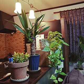 キッチン/DIY/植物のインテリア実例 - 2017-03-02 23:37:23