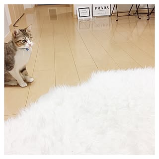 リビング/ねこ/IKEA/ニトリ/一人暮らし...などのインテリア実例 - 2017-04-08 01:11:44