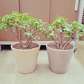 玄関/入り口/かねのなる木/植え替え/株分け/多肉植物...などのインテリア実例 - 2021-03-21 22:13:57