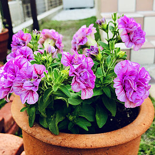 お庭が大好き/お花が♡/ガーデン/癒し/母の日...などのインテリア実例 - 2019-05-12 08:10:47