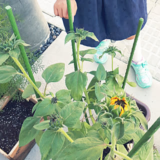 まだまだ初心者☆/お花大好き♡/成長記録/植物のある暮らし/こどもと暮らす。...などのインテリア実例 - 2018-06-16 19:38:12