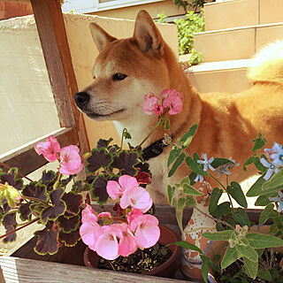 玄関/入り口/花壇の花/イベント参加します♡/柴犬がいる家/いぬと暮らすのインテリア実例 - 2019-02-03 11:34:54