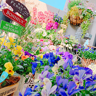 ビオラまつり♡/お気に入り/花のある暮らし/春ですね♪/お花大好き♡...などのインテリア実例 - 2019-03-27 09:22:57