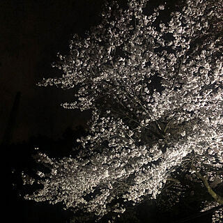 庭のお花/桜/玄関/入り口のインテリア実例 - 2022-03-30 19:19:26
