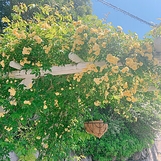モッコウバラ/モッコウバラ黄色/花が好き♡/花がある暮らし/ガーデニング...などのインテリア実例 - 2021-05-05 07:05:15