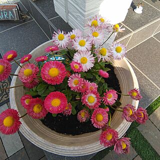 お花のある暮らし/玄関/チロリアンデージーのインテリア実例 - 2023-05-04 19:20:54