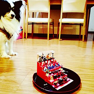 リビング/ひな祭り/愛犬のインテリア実例 - 2017-02-18 23:10:49