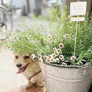 犬のいる暮らし/犬と暮らす/チワックス/花のある暮らし/バケツの植木鉢...などのインテリア実例 - 2021-04-24 15:20:57