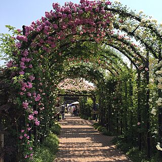 部屋全体/薔薇アーチ/つるバラ/薔薇/横浜イングリッシュガーデン...などのインテリア実例 - 2015-05-15 19:38:54